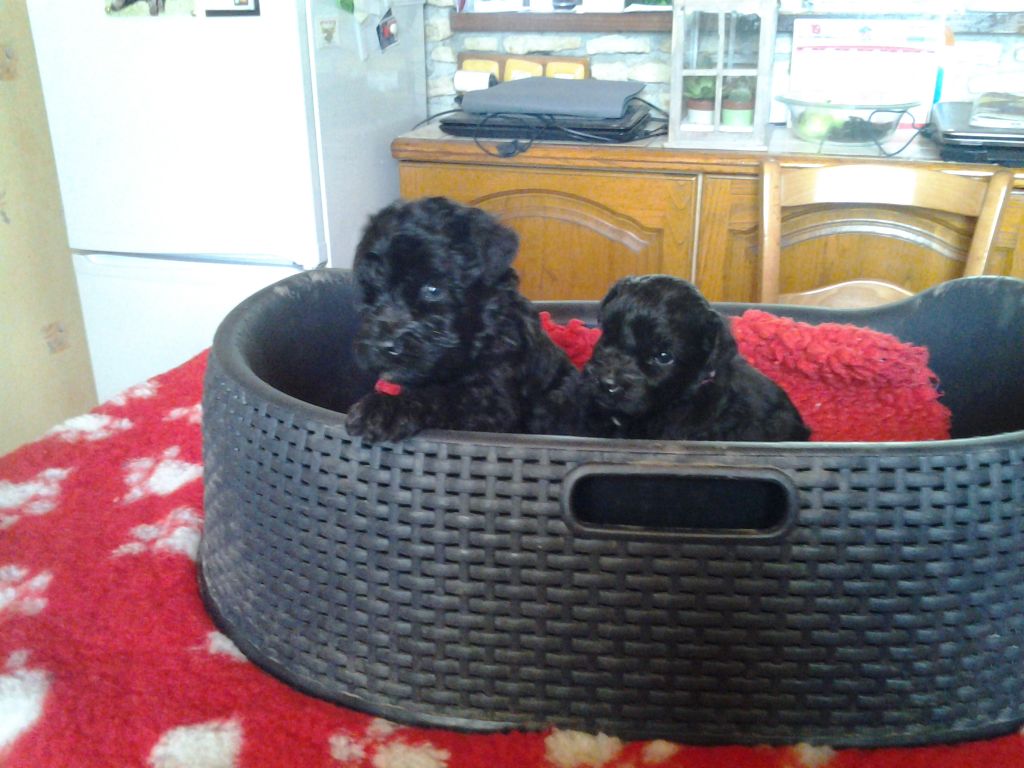 ENFIN PHOTOS DE NOS CHIOTS A UN MOIS