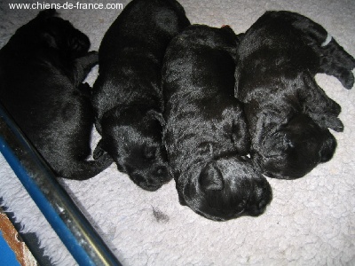 Des Diablotins De L'Ozon - Nos BB Kerry sont arrivés...