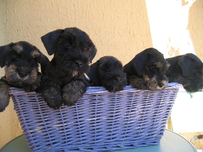 Des Diablotins De L'Ozon - UN PORTRAIT DE FAMILLE !!!!