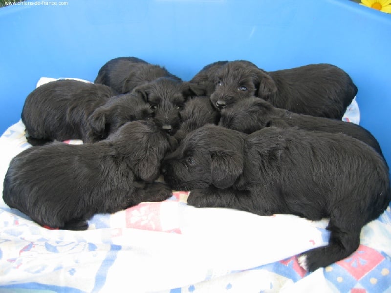 Des Diablotins De L'Ozon - Nos BB Schnauzer