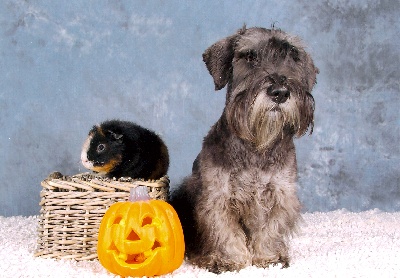 Des Diablotins De L'Ozon - Gooffy a fêté hallowen !!!!