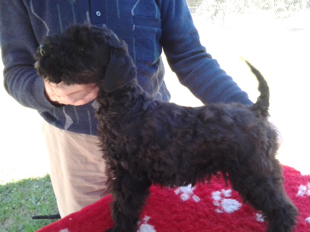 Des Diablotins De L'Ozon - Chiots disponibles - Kerry Blue Terrier