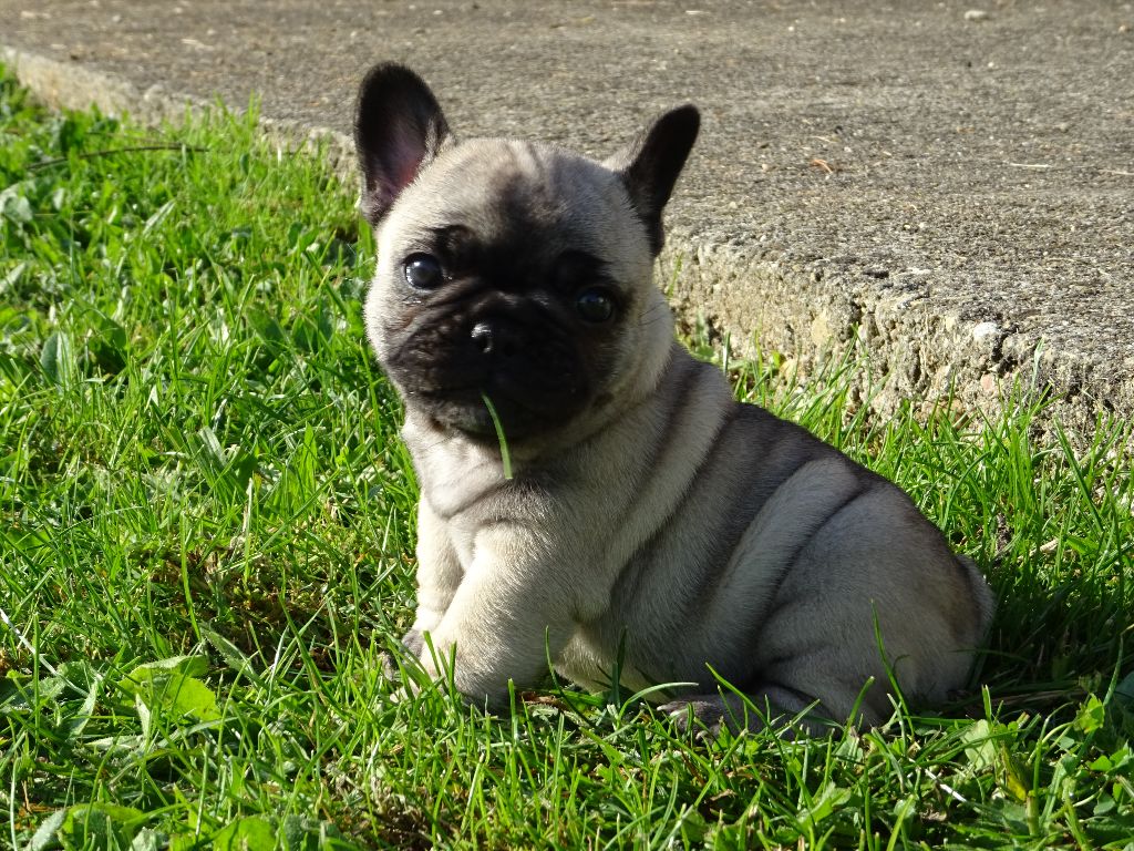 De la rue de la paix - Chiots disponibles - Bouledogue français