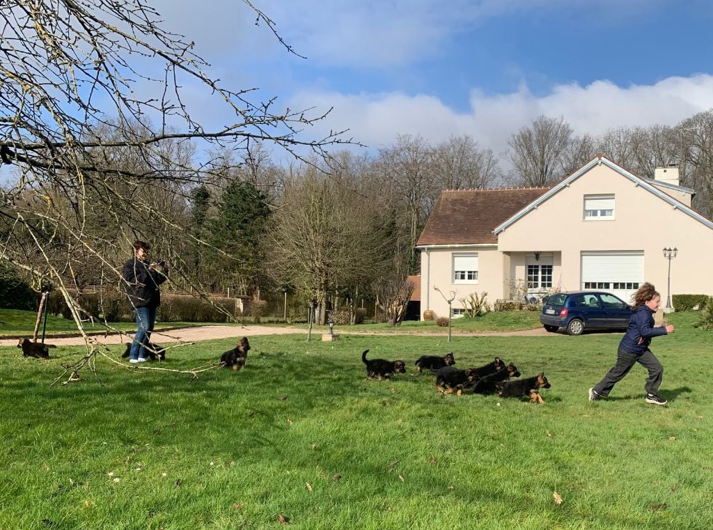 Chiot Berger Allemand Du Chemin D'Eden