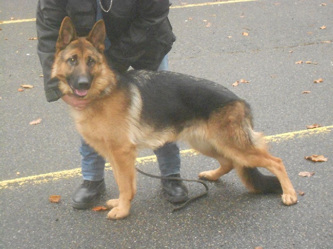 Les diablotins d'isis - Meilleur Puppy à Nantes pour JORKA.