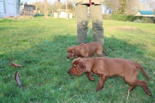 Du bois de balisy - Les 1ers arrêts pour les chiots de Eire et de Belphegor