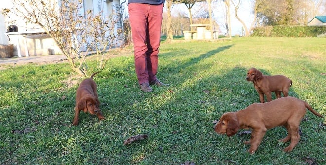 Du bois de balisy - Les 1ers arrêts pour les chiots de Gaelle et Dickens