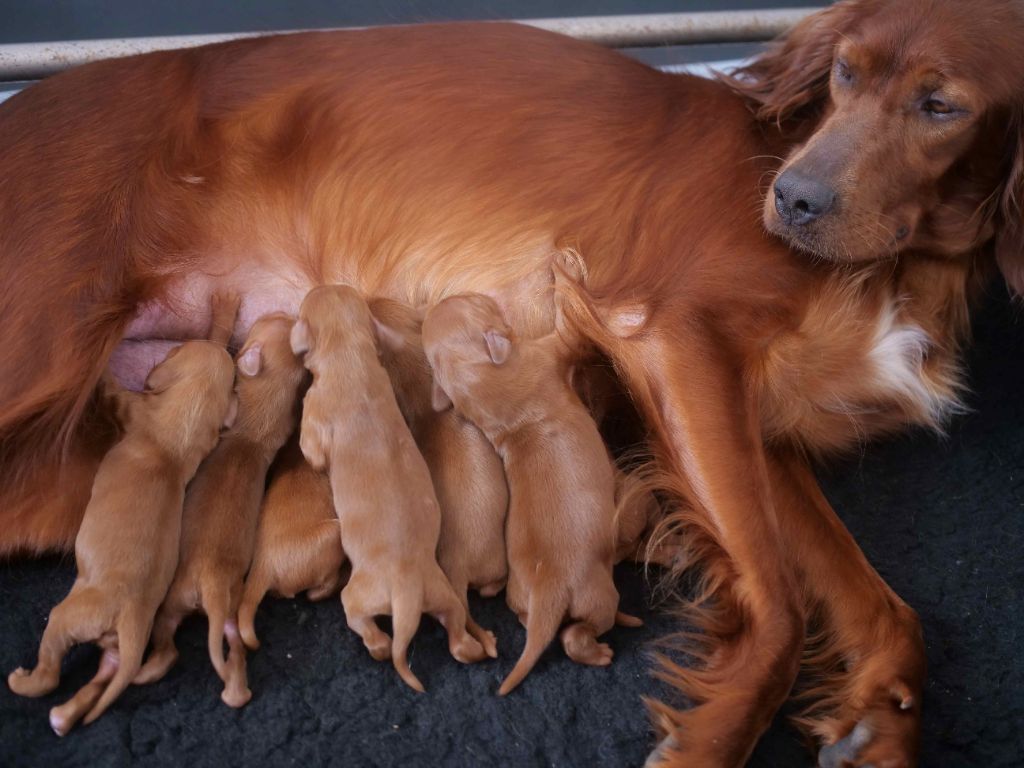 Du bois de balisy - Naissance des chiots de Shining et de Pyrame 