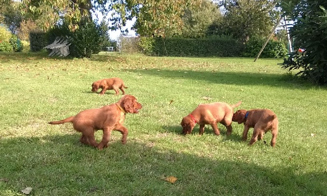 Du bois de balisy - 1ère découverte du jardin 