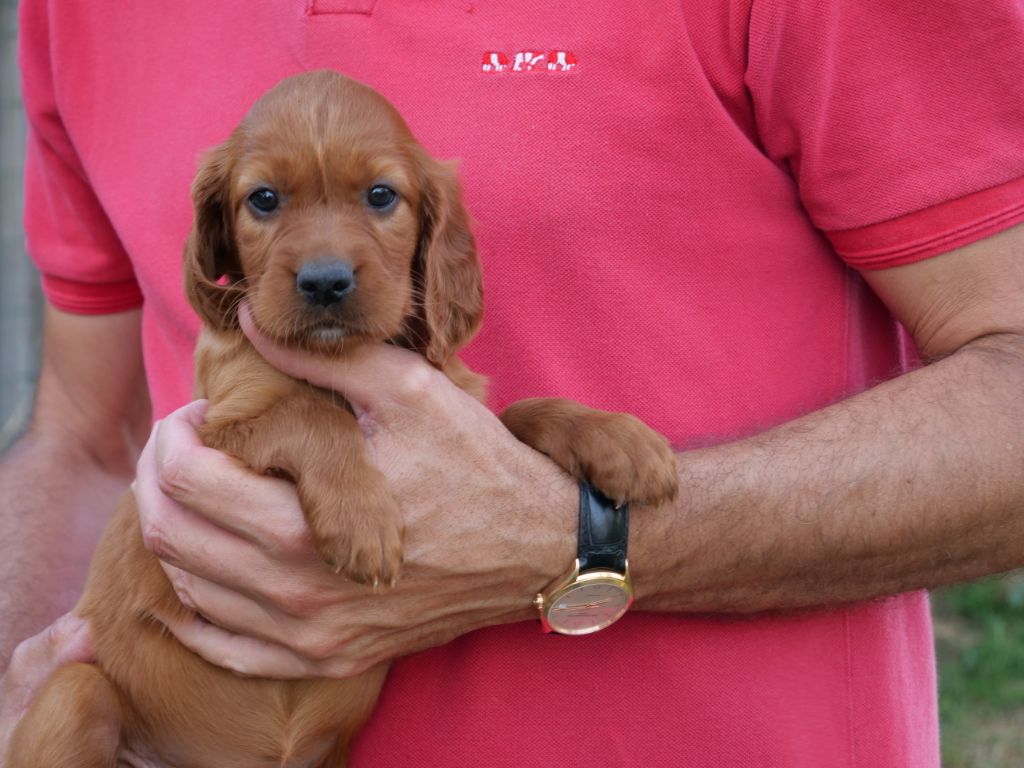 Du bois de balisy - De nombreuses photos des chiots dans album   Hecta 2020