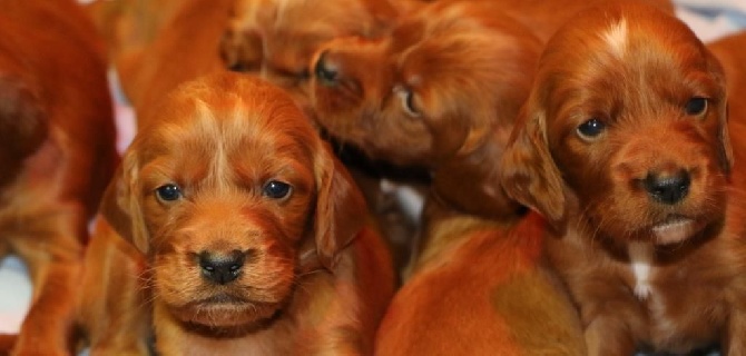 Du bois de balisy - Chiots de Eire et de Belphegor