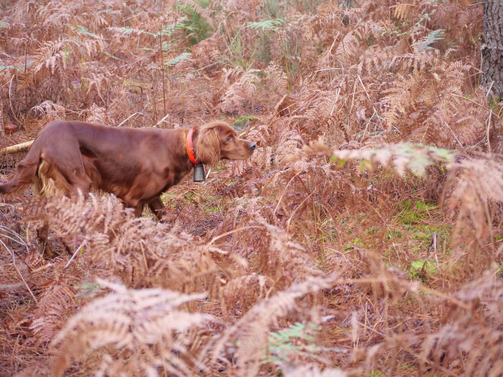 Du bois de balisy - Nombreuses Photos Saison 2024 dans onglet photos et vidéos