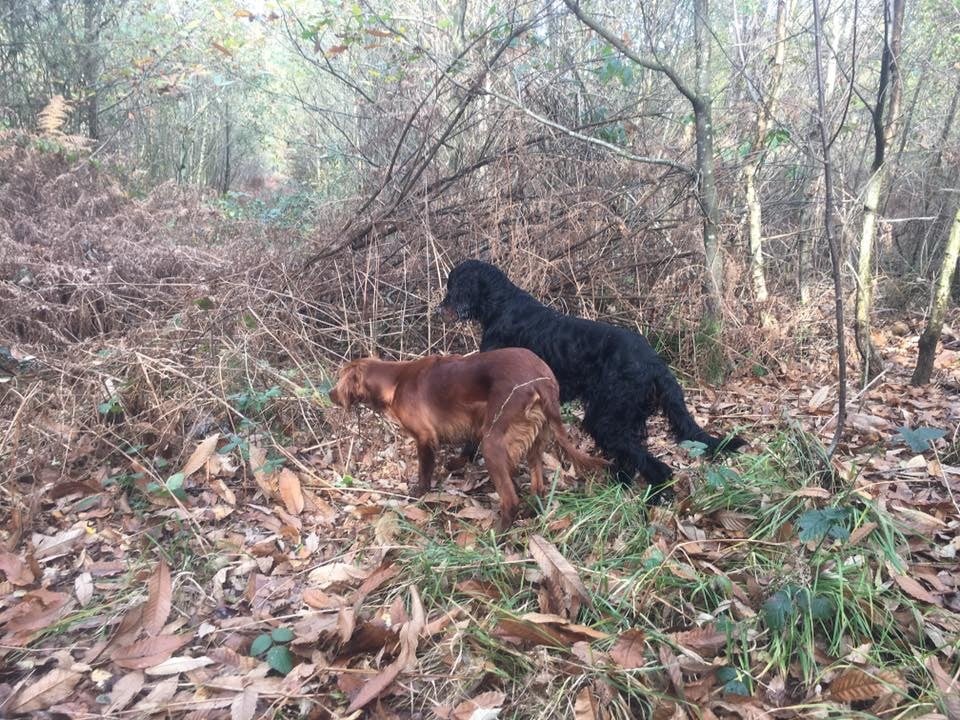 Du bois de balisy - Superbe journée de chasse à la bécasse 