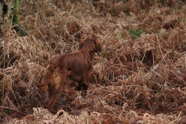 Du bois de balisy - 1ère sortie de chasse pour mes jeunes 