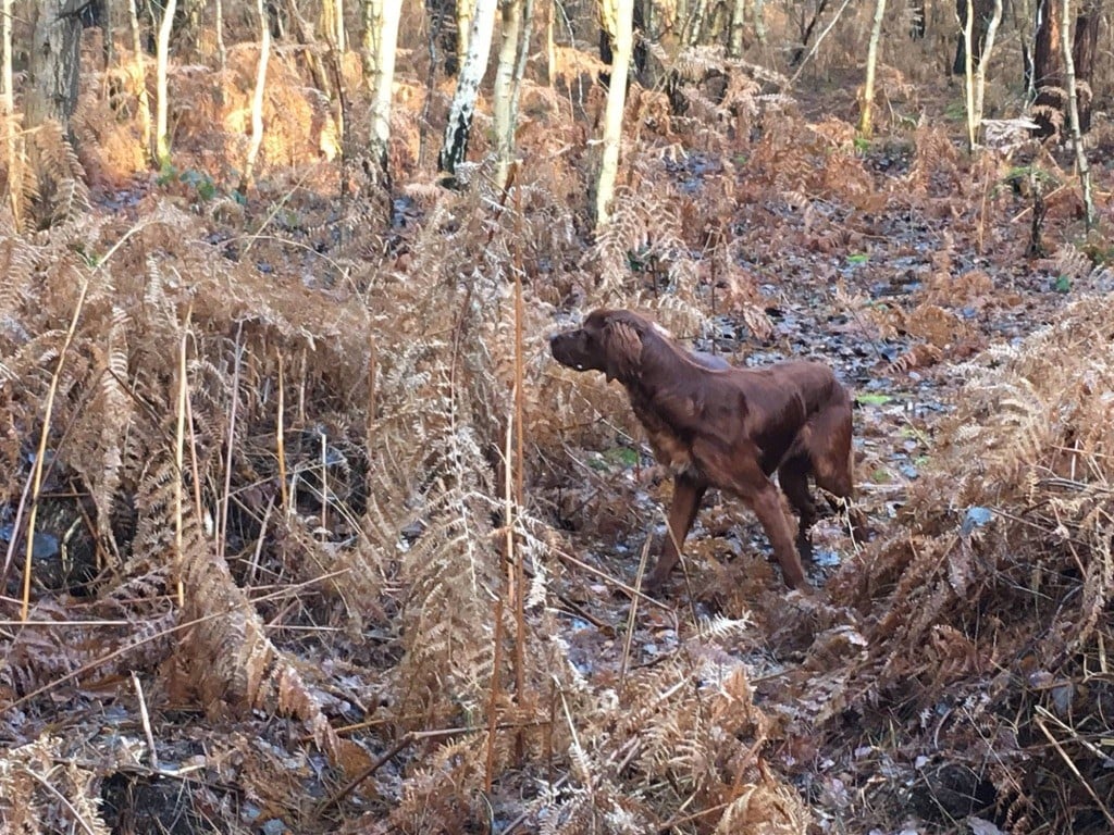 Du bois de balisy - Seconde sortie de chasse pour les jeunes 