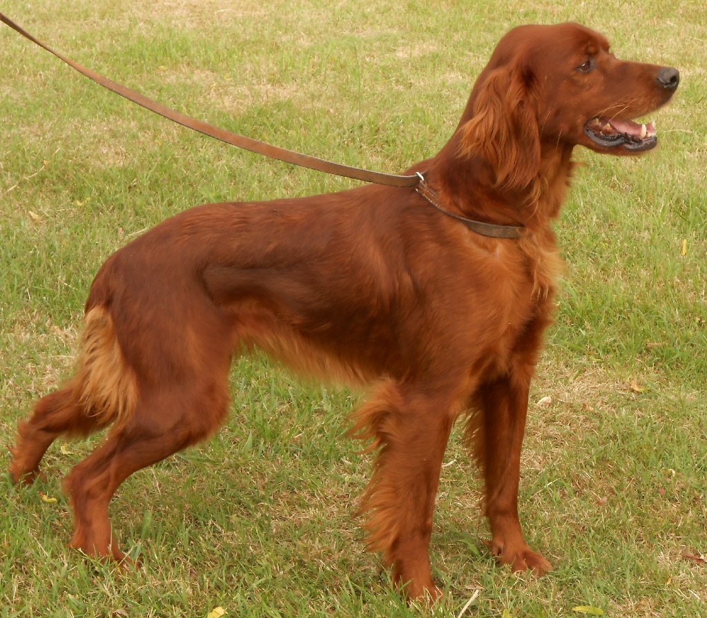 Du bois de balisy - Chiots à naitre 