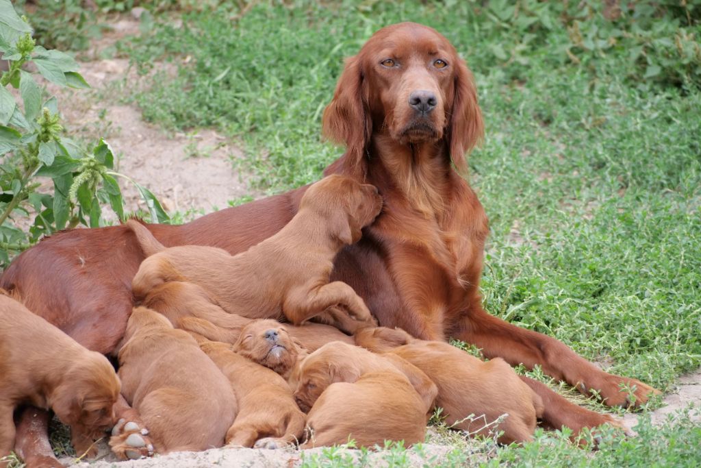 Du bois de balisy - Setter irlandais rouge - Portée née le 13/08/2020