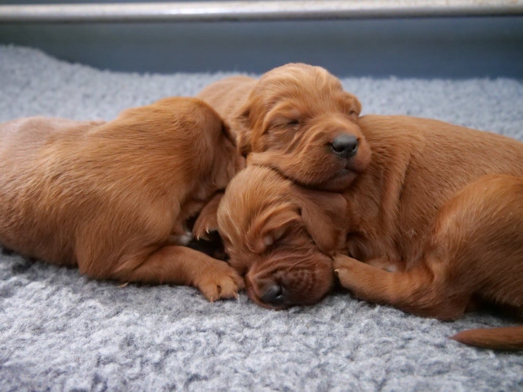 Du bois de balisy - Setter irlandais rouge - Portée née le 28/05/2020