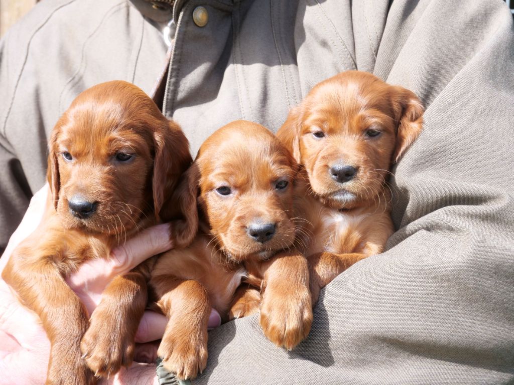 Du bois de balisy - Setter irlandais rouge - Portée née le 24/02/2023