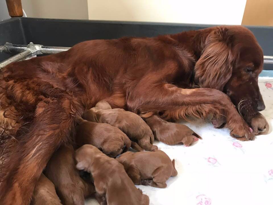 Du bois de balisy - Setter irlandais rouge - Portée née le 06/04/2018