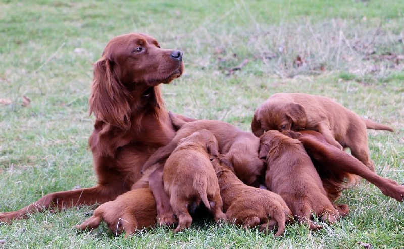 Du bois de balisy - Setter irlandais rouge - Portée née le 03/01/2017