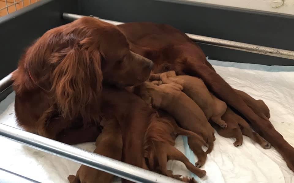 Du bois de balisy - Setter irlandais rouge - Portée née le 16/07/2019