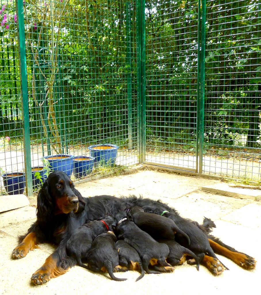 Des Pralines D'Aubejoux - Souinet et ses 7 chiots  : 3 M et 4 F : 