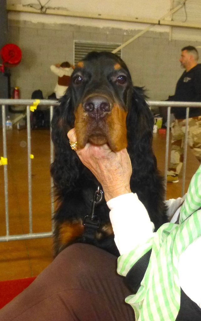 Des Pralines D'Aubejoux - Villy  BEST  Meilleur Puppy à l'exp de Castres 2024