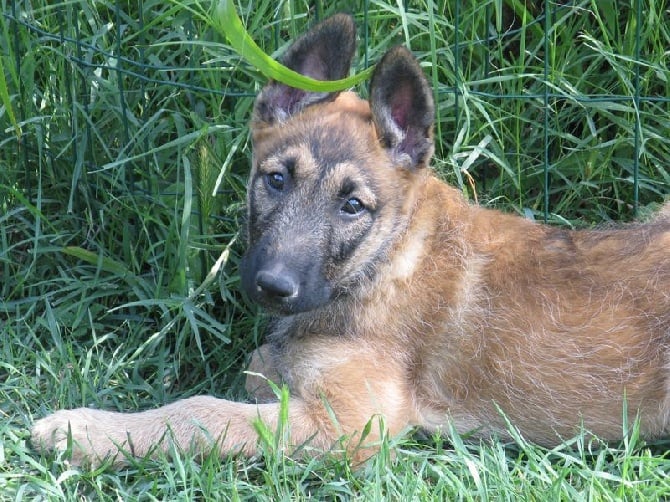 de la Croix Aux Chevaux - Dernière semaine avant la naissance des chiots !