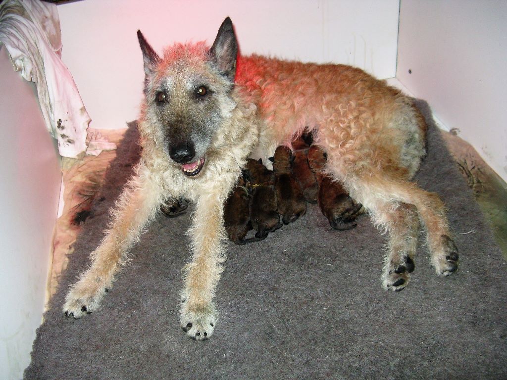 de la Croix Aux Chevaux - Naissance de chiots Laekenois le 18/ 02/17