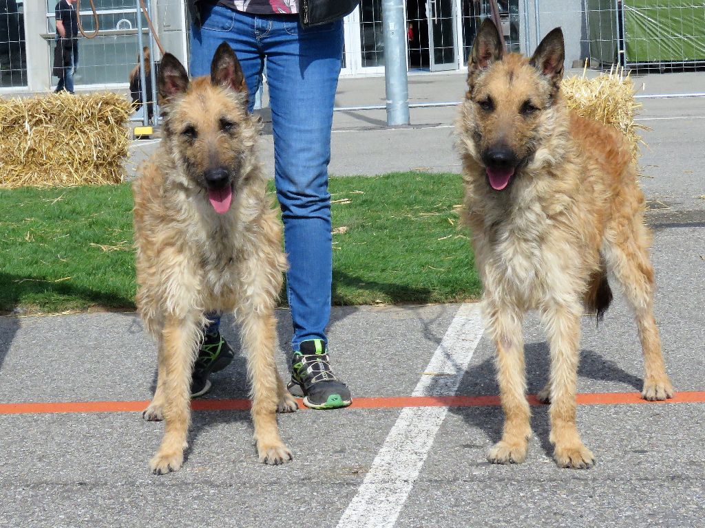 de la Croix Aux Chevaux - Naissance de 2 chiots le 05/052018