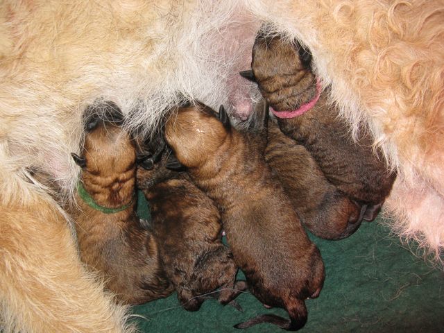 de la Croix Aux Chevaux - 24 avril : 7 chiots sont nés !