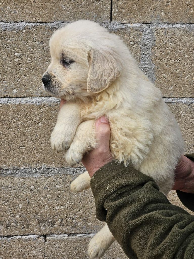 Du bois du double - Chiots disponibles - Golden Retriever