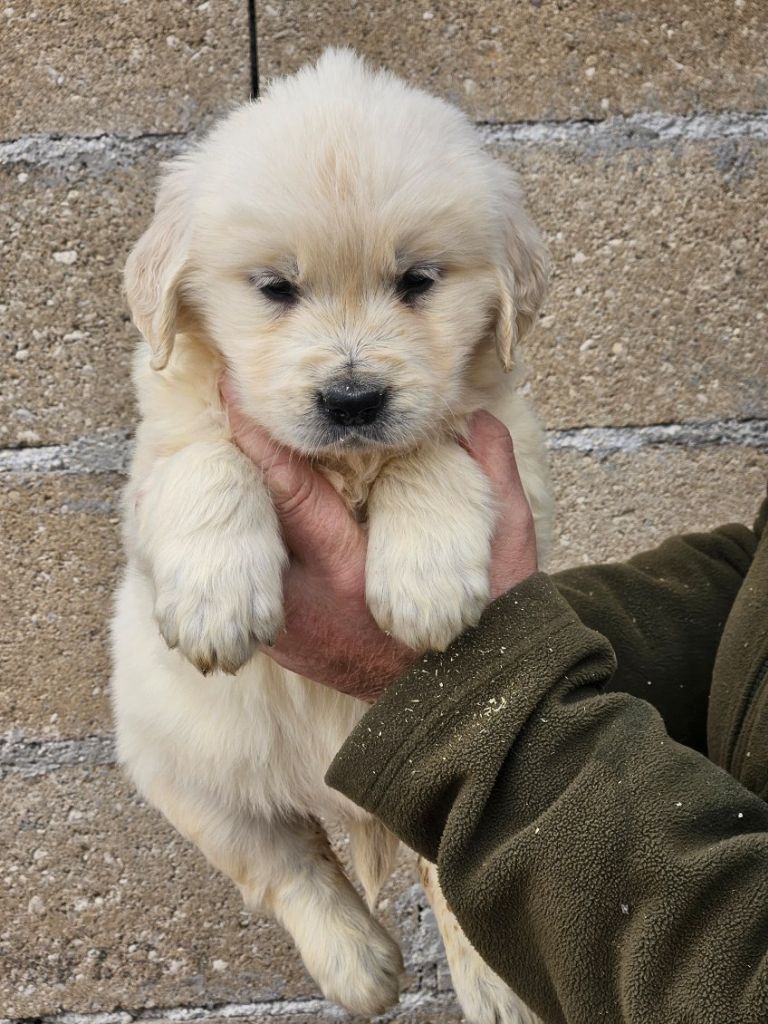 Du bois du double - Chiots disponibles - Golden Retriever