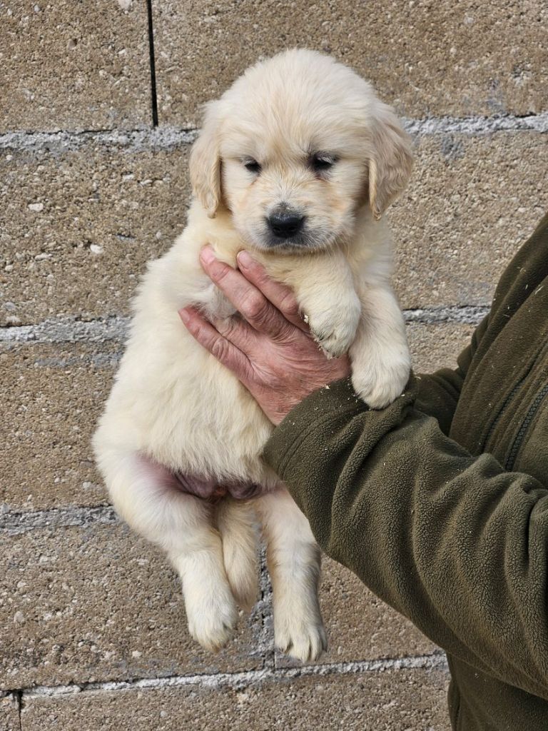 Du bois du double - Chiots disponibles - Golden Retriever