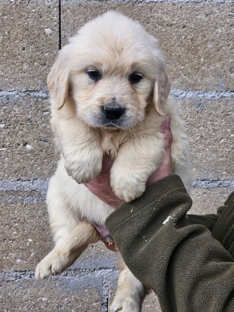 Du bois du double - Chiots disponibles - Golden Retriever