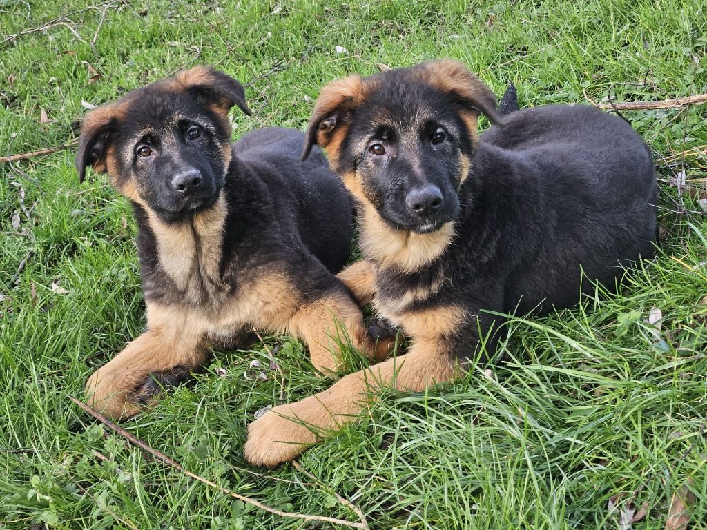 Du bois du double - Chiots disponibles - Berger Allemand