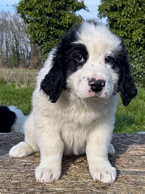 du domaine de Val Kurlande - Chiots disponibles - Landseer type continental europeen