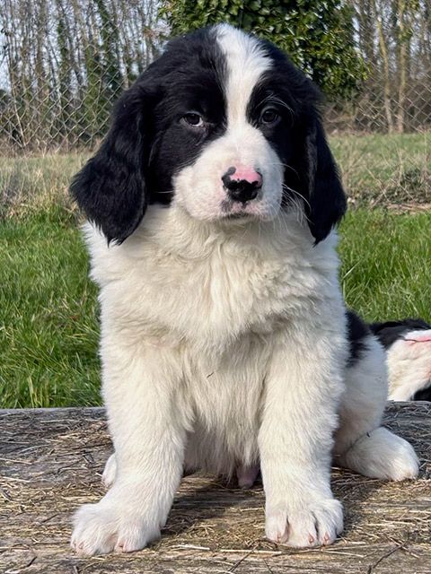 du domaine de Val Kurlande - Chiots disponibles - Landseer type continental europeen