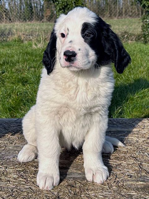 du domaine de Val Kurlande - Chiots disponibles - Landseer type continental europeen