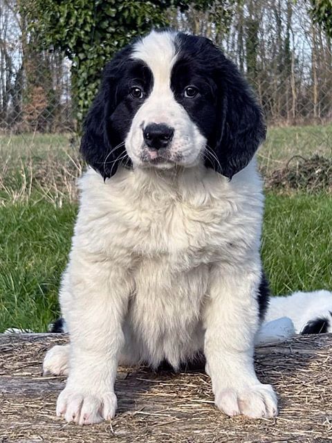 du domaine de Val Kurlande - Chiots disponibles - Landseer type continental europeen