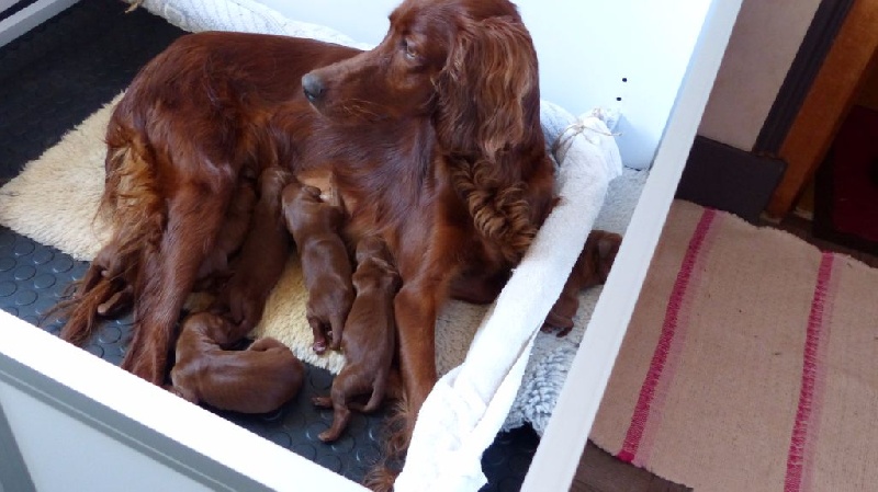 Du Domaine De Mrs. Grey - Setter irlandais rouge - Portée née le 04/06/2015