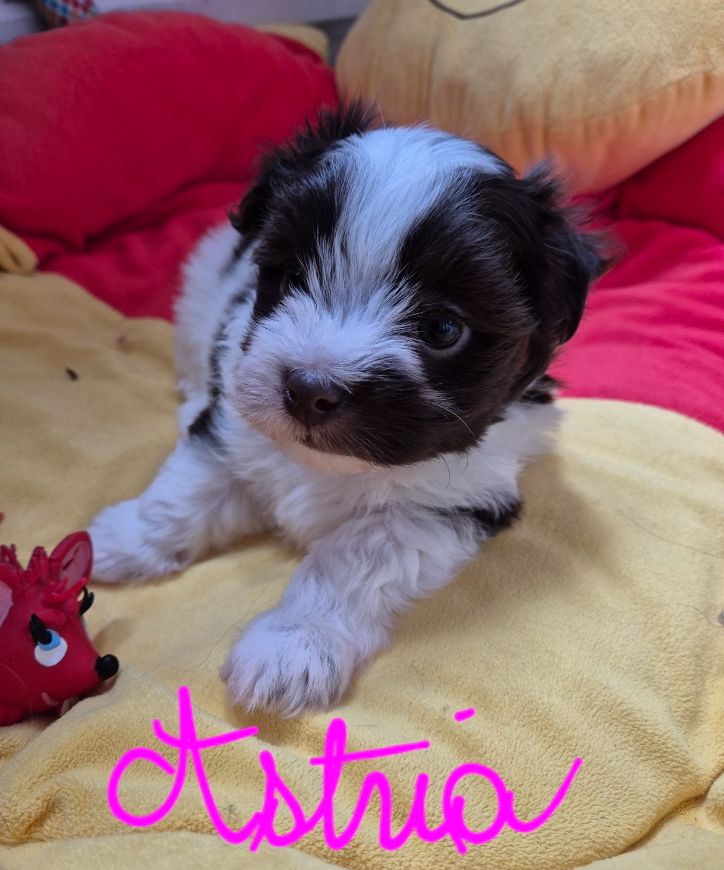 Des Nichées De Riopse - Chiots disponibles - Bichon Havanais