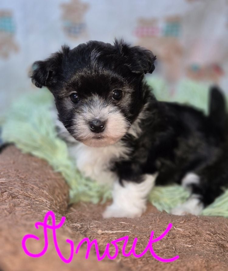 Des Nichées De Riopse - Chiots disponibles - Bichon Havanais