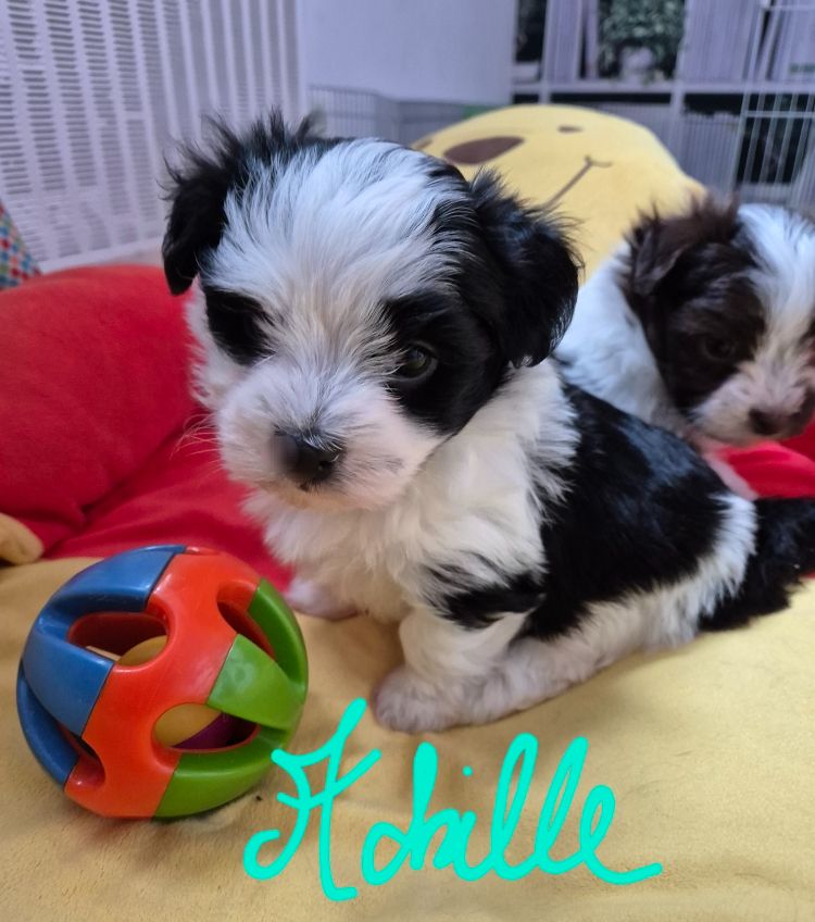 Des Nichées De Riopse - Chiots disponibles - Bichon Havanais