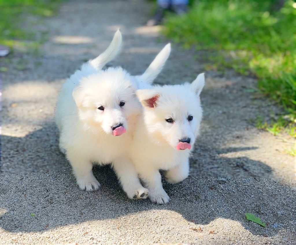 Chiot Berger Blanc Suisse De La Légende De Calypsone