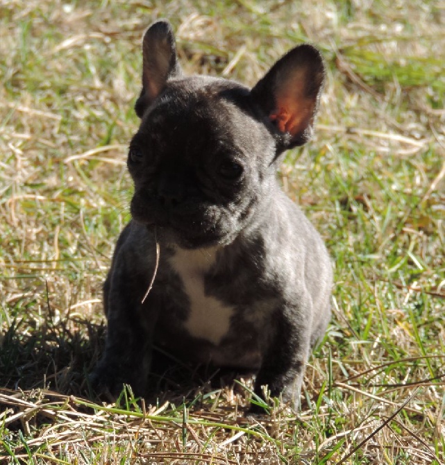 De Las Viudas Negras - Chiots disponibles, les parents Multichampions