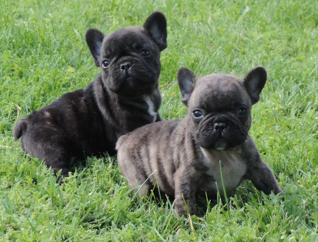 De Las Viudas Negras - Les chiots ont 45 jours