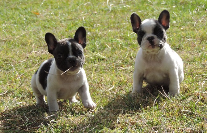 De Las Viudas Negras - Chiots disponibles, les parents Multichampions