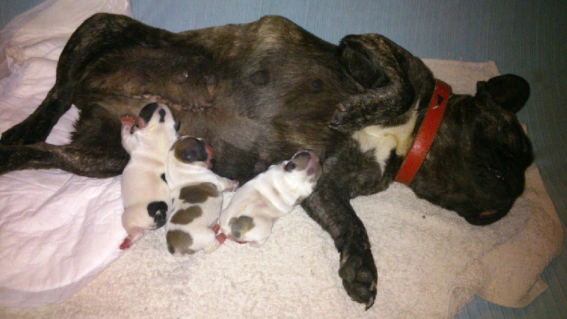 Chiot Bouledogue français De Las Viudas Negras